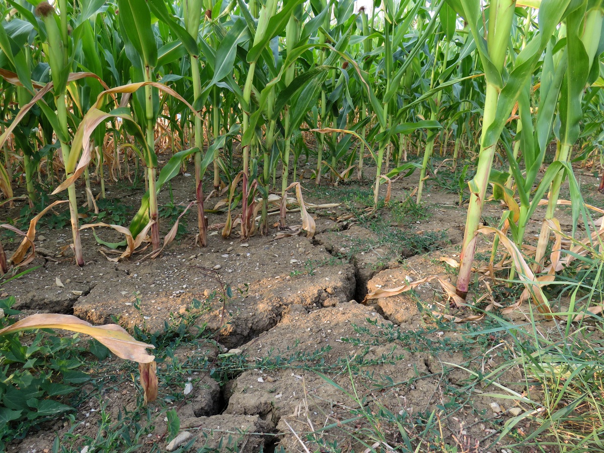 China plans to protect grain crop by cloud seeding, Transatlantic Today