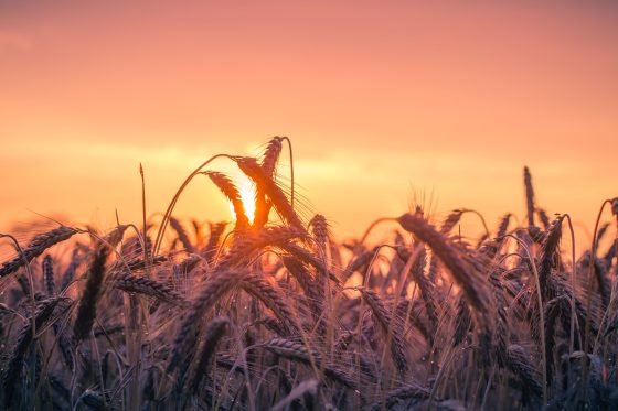 Chinese Farms Struggle in Drought Conditions