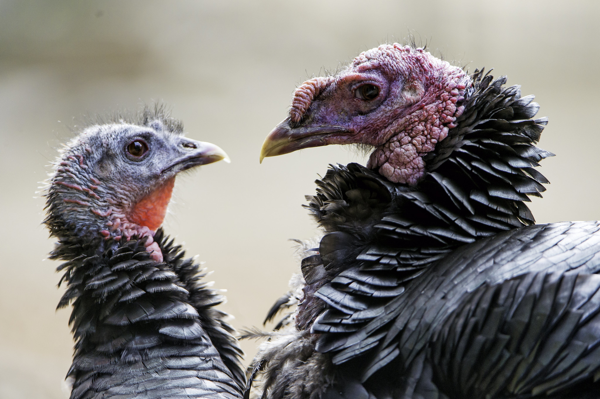Bird flu returns to Midwest, Transatlantic Today
