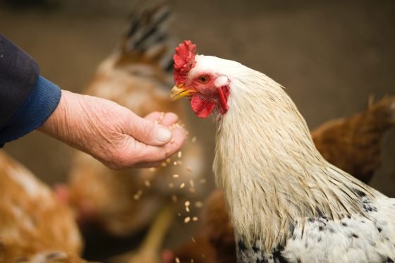 Bird Flu Outbreak (Again) Threatens U.S. Food Prices (2022)