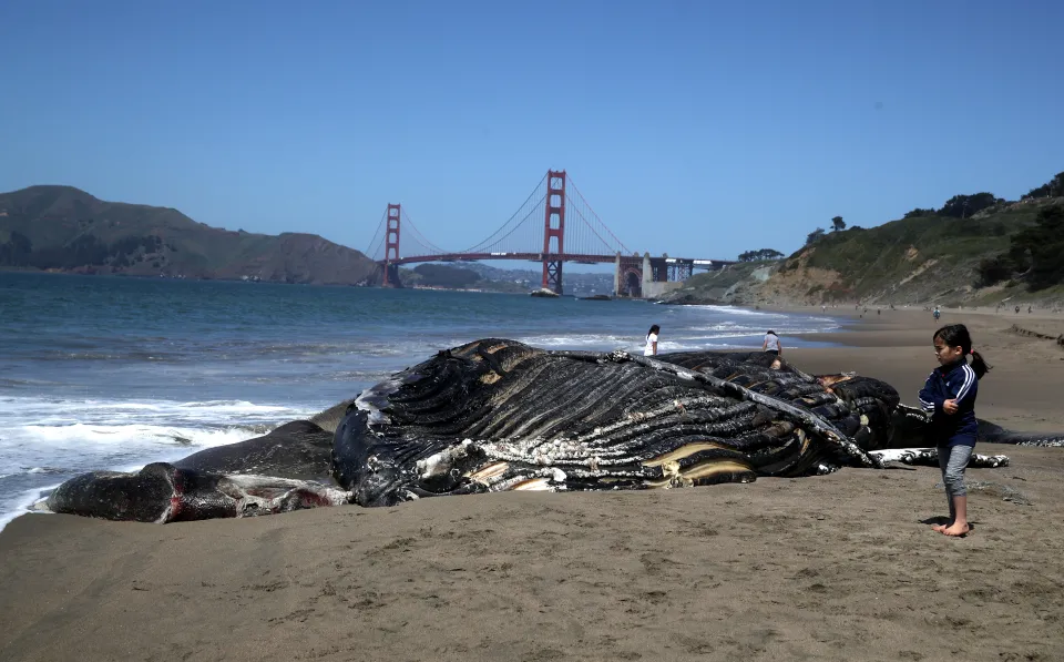 Gigantic Whale Found Dead On NY Beach, Transatlantic Today