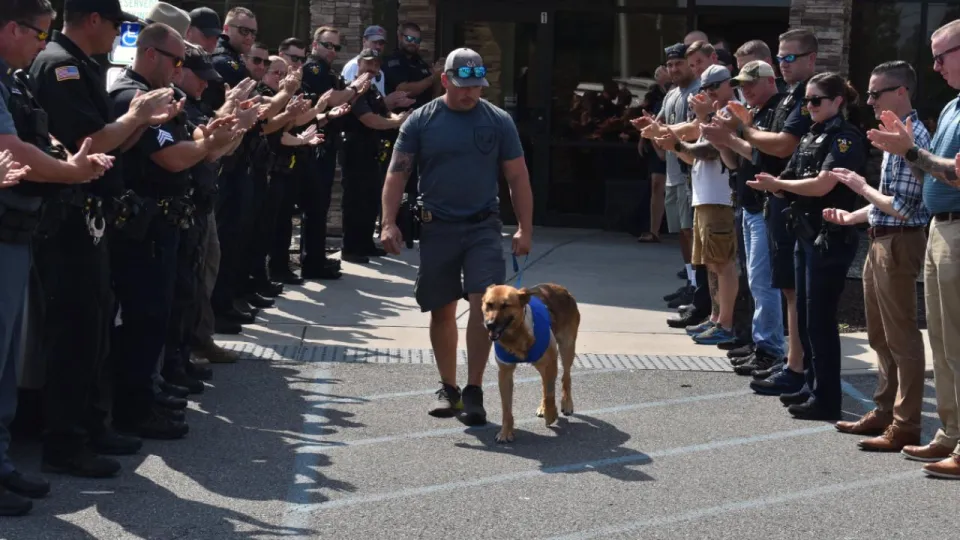 Brave Police Dog Survives Robbery Suspect&#8217;s 12 Stab Wounds, Transatlantic Today