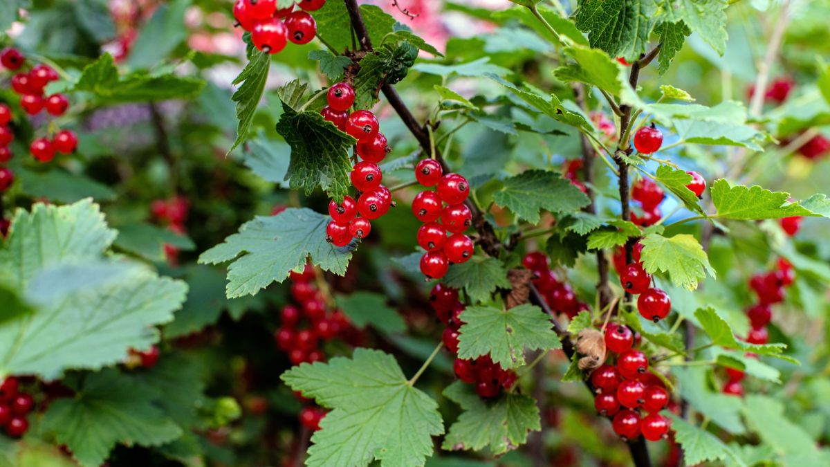 Why Are Gooseberries Illegal? United State Laws, Transatlantic Today