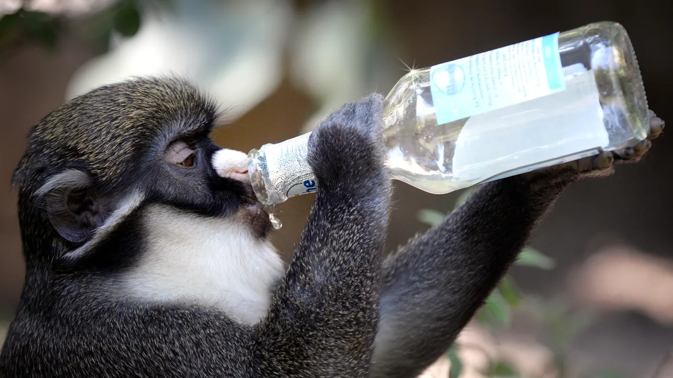 Revolutionary Gene Therapy Reduces Monkey Alcohol Addiction by 90%, Transatlantic Today