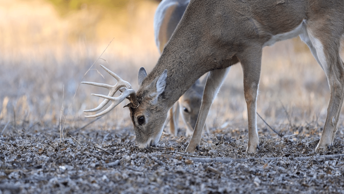 Are Deer Salt Licks Illegal? A Comprehensive Guide, Transatlantic Today