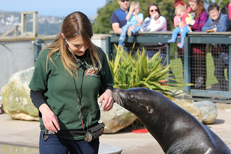 Is Art Of Zoo Illegal? A Detailed Guide, Transatlantic Today