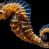 Are Dried Seahorses Illegal