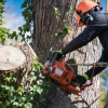 Is It Illegal To Cut Down A Tree
