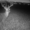 Is It Illegal To Hunt Deer At Night? A Detailed Guide