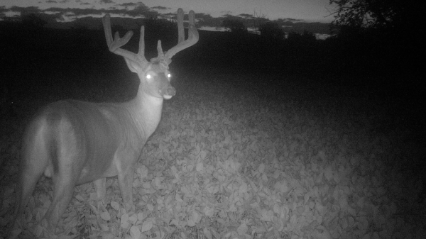 Is It Illegal To Hunt Deer At Night? A Detailed Guide