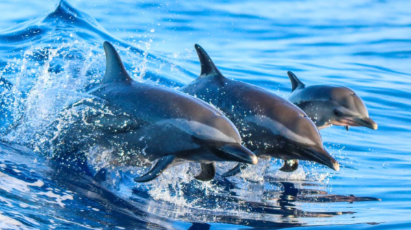 Is It Illegal To Eat Dolphin