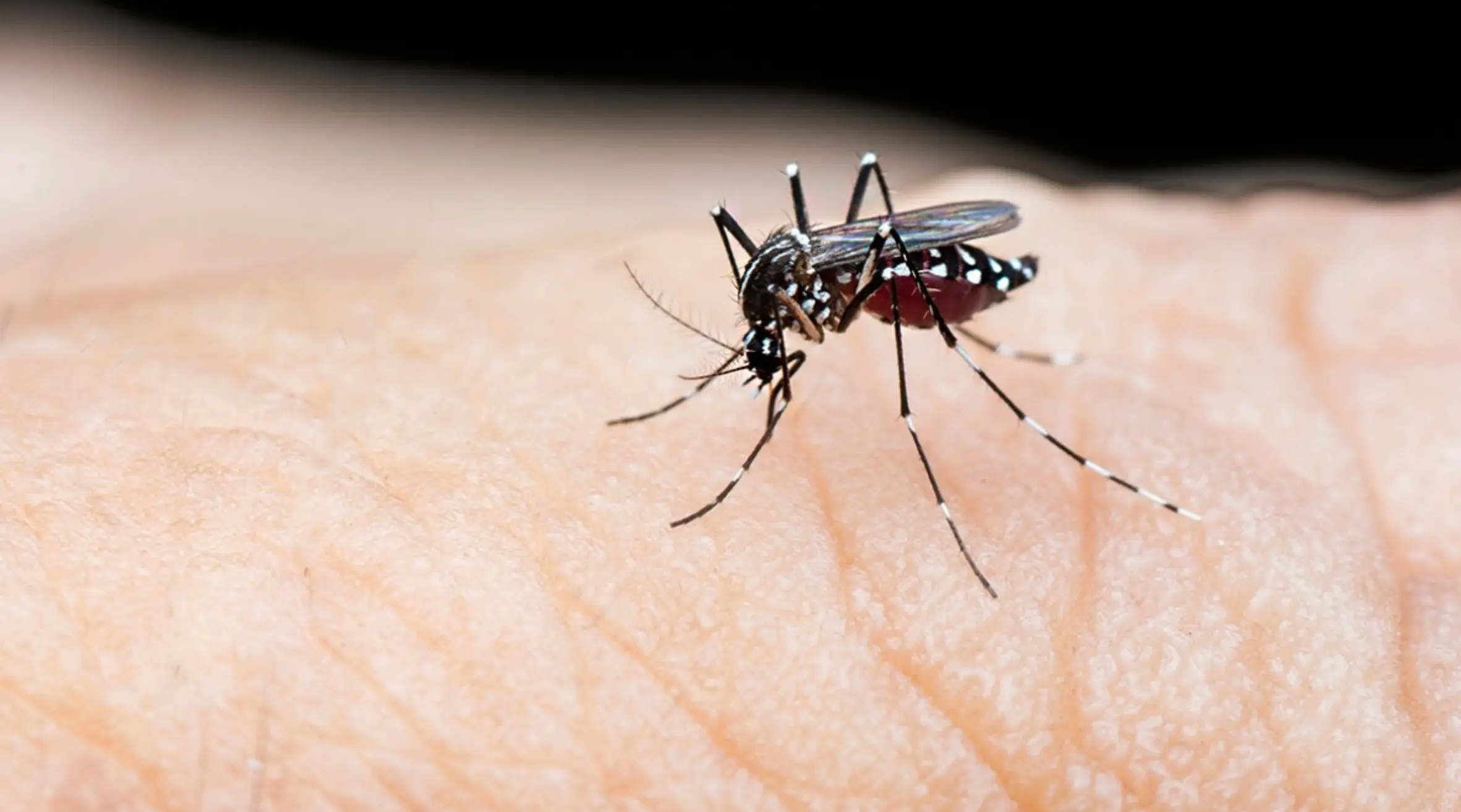 _Dengue, Once Confined to the Tropics, Poses Threat to US and Europe