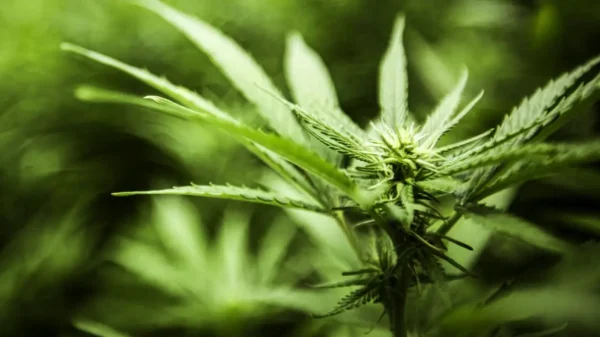 Biden Administration Moves to Reclassify Cannabis, Aiming to Ease Federal Restrictions