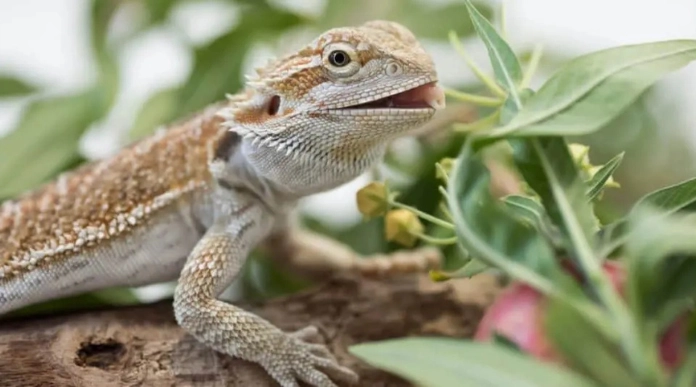 Bearded Dragons