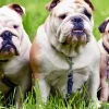 Nationwide® Study Confirms Health Risks in Brachycephalic Dog Breeds