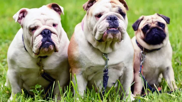 Nationwide® Study Confirms Health Risks in Brachycephalic Dog Breeds